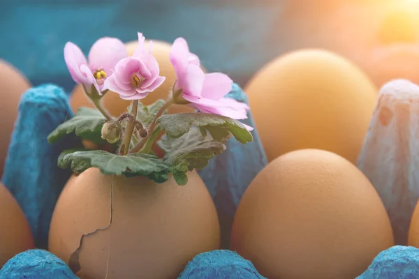 purple flowers hatched from eggs