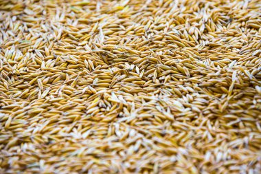 buğday, yulaf, buğday, çavdar dokusuna