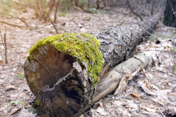 A fa az erdő zöld moha — Stock Fotó