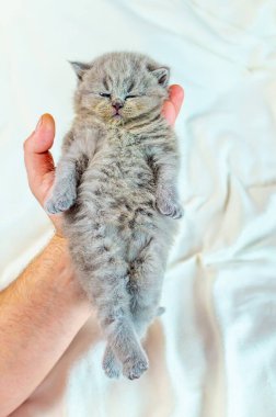 bir elinde küçük kedi yavrusu