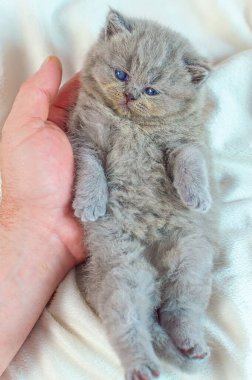bir elinde küçük kedi yavrusu