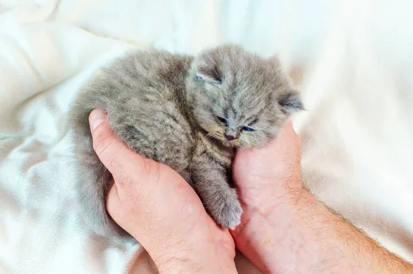 Kleines Kätzchen in der Hand — Stockfoto