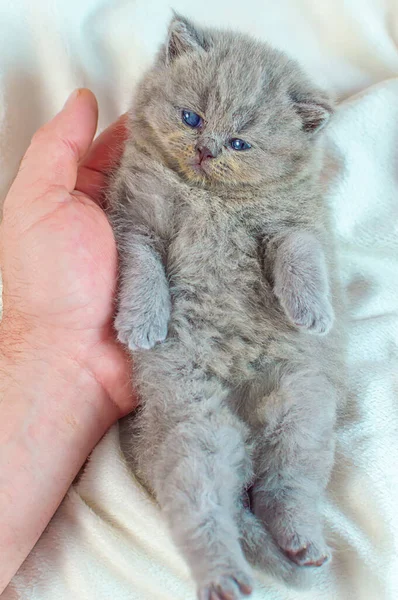 bir elinde küçük kedi yavrusu