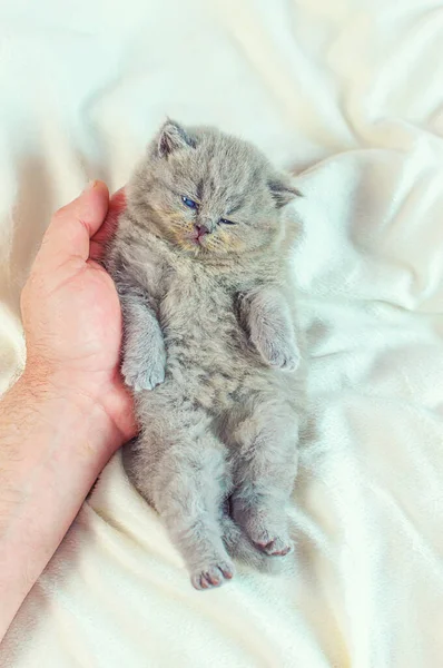 Klein katje in een hand — Stockfoto