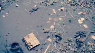 Yağmurlu hava, yağmur yağıyor ve bir su birikintisinin içine damlıyor, renkli video.