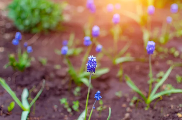 Muscari Flores Jardín Primavera Sol Despertar Naturaleza Cerca — Foto de Stock