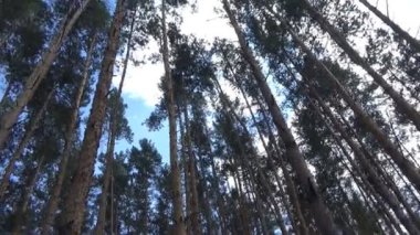 Ormandaki güzel gökyüzü Parktaki yeşil ağaçların arasında