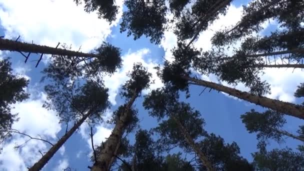 Beau Ciel Dans Forêt Parmi Les Arbres Verts Dans Parc — Video