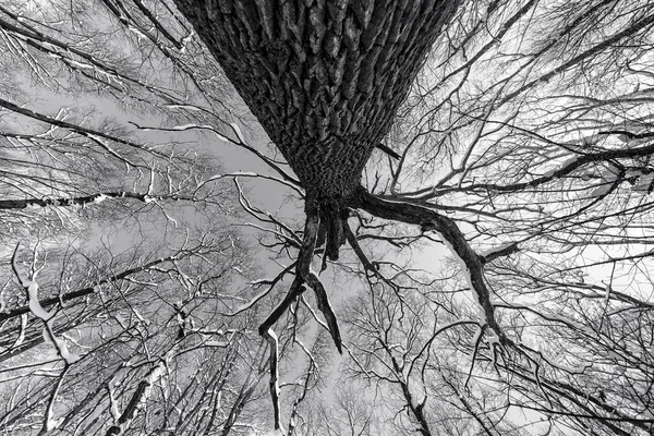 Ağaçlar ve dalları aşağıdan yukarı doğru kış aylarında görülen bir grunge ormanın tek renkli fotoğraf