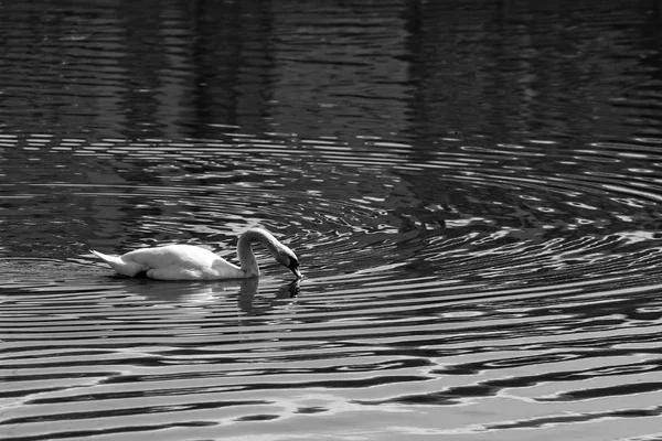 ルーマニアの湖に沿って優雅に泳ぐ白鳥の黒と白の写真 — ストック写真