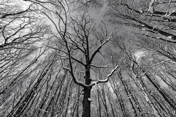 Foto Monocromática Uma Floresta Grunge Com Árvores Galhos Vistos Baixo — Fotografia de Stock