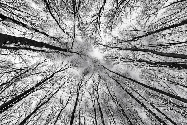 Zwart Wit Foto Van Een Grunge Bos Met Bomen Takken — Stockfoto