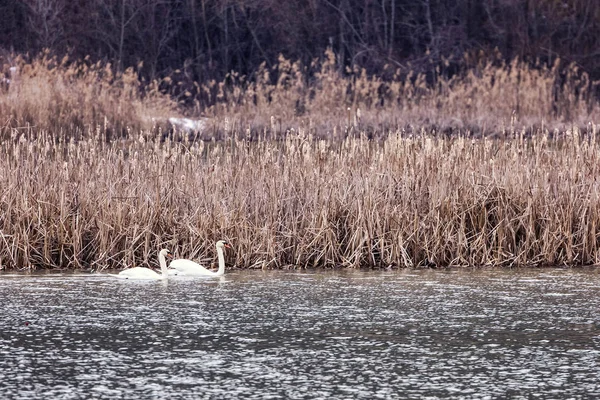 Swan Par Simma Längs Sjön Bredvid Vegetation Senvintern Dagen — Stockfoto