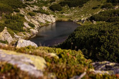 Romen Karpatlar Parang dağ buzul Gölü ve yeşil manzarası ile bozulmamış vahşi