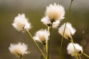 Kabarık beyaz çiçekler yaz sezonunun tipik dağlarda, ateş ile arka plan bulanık