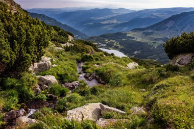 Romanya'da Alp alanının yeşil vahşi yüksek Panoraması