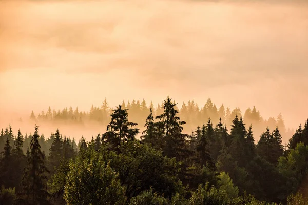 Ormanda bir vadinin Bucovina bölgesinde Romanya üzerinden sabah sis