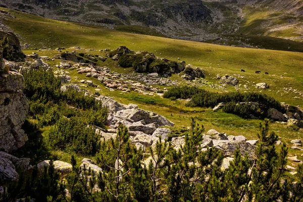 Romanya dağların yüksek alpine mera otlatma koyun