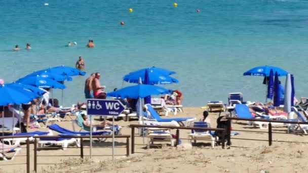 Famosa spiaggia di baia di fico — Video Stock