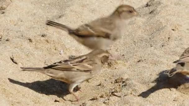 Uccelli passeri che saltano sulla sabbia — Video Stock