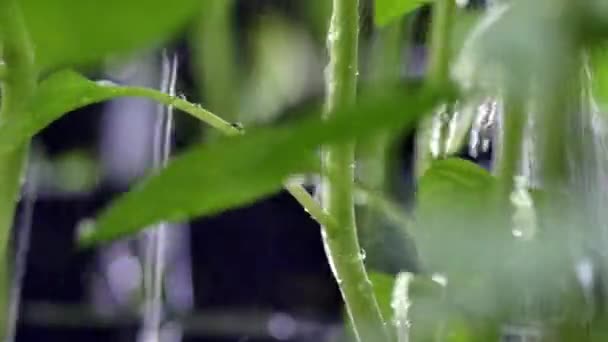 Young fresh seedling in plastic pots. 4K Video — Stock Video