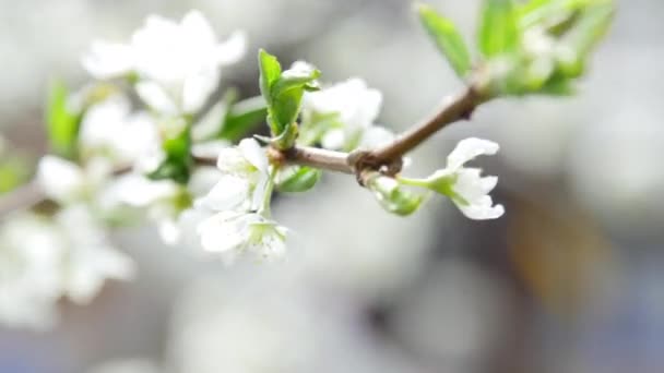 Imagens de vídeo UltraHD de macieira-árvore florescente — Vídeo de Stock