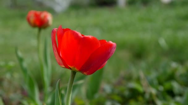 Tulipa vermelha no campo. 4k UltraHD de vídeo — Vídeo de Stock