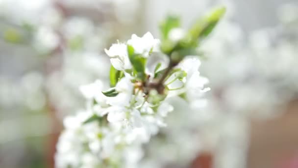 UltraHD-Videoaufnahmen vom blühenden Apfelbaum — Stockvideo