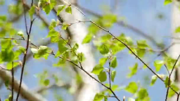 Green leaves of bearch tree against blue sky. 4K UltraHD footage — Stock Video
