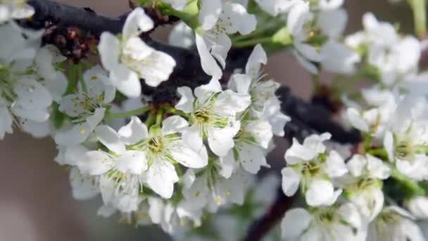 Imagens de vídeo UltraHD de macieira-árvore florescente — Vídeo de Stock