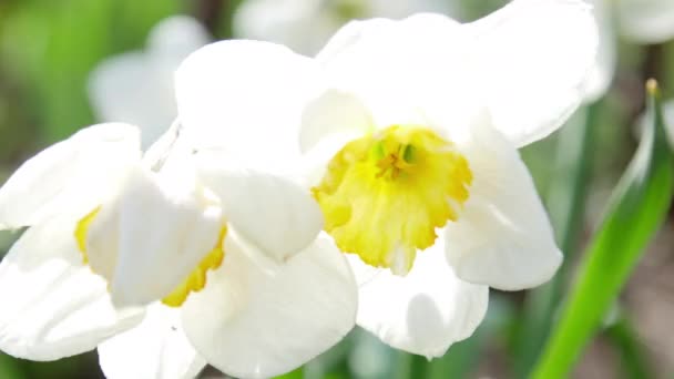 Närbild av blommande Narcissus poeticus till trädgård 4k Ultrahd-filmen — Stockvideo