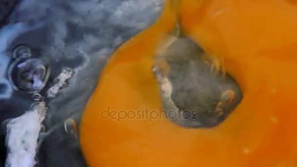 Huevo cayendo y cocinando en la sartén. Imágenes de vídeo 4K UltraHD — Vídeo de stock