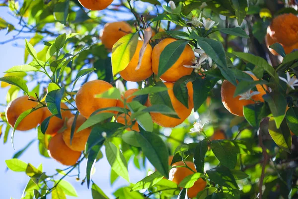 Ripe tangerines on a tree branch — Stock Photo, Image