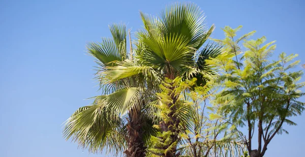 Зеленые тропические пальмы против голубого неба — стоковое фото