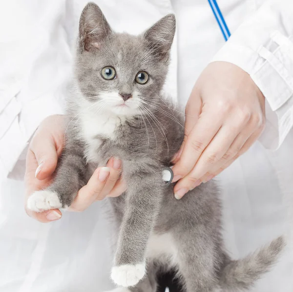 Steteskop ve Gri kedi yavrusu ile veteriner — Stok fotoğraf