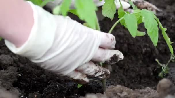 Πούτσος στα ανοικτά των φυτών τομάτας — Αρχείο Βίντεο