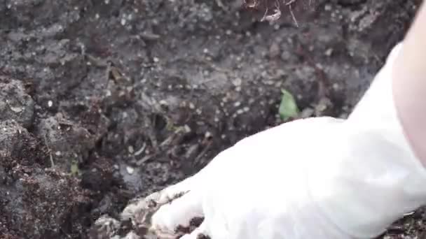 Πούτσος στα ανοικτά των φυτών τομάτας — Αρχείο Βίντεο