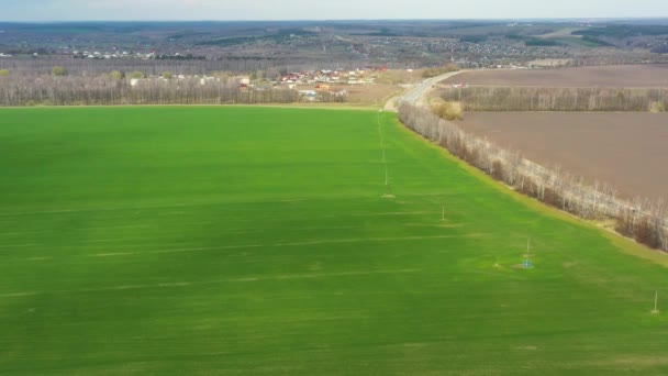 Vol à travers le champ avec du blé vert — Video