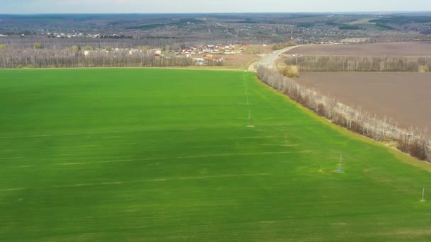 Voo através do campo com trigo verde — Vídeo de Stock