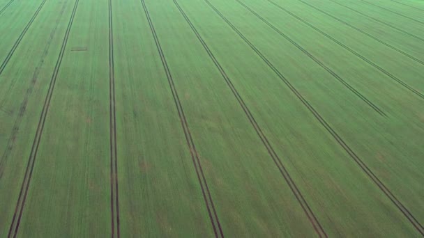 Vuelo a través del campo con trigo verde — Vídeos de Stock