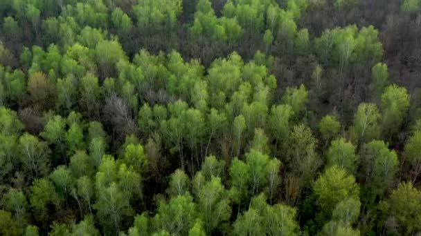 Ovanifrån av träd grenar och mark efter bred löpeld i skogen — Stockvideo