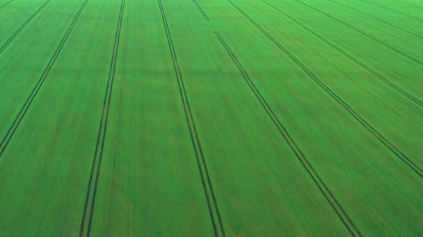 Flug über das Feld mit grünem Weizen — Stockvideo