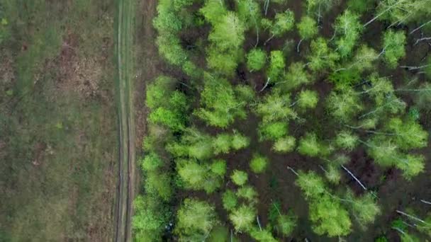 Vista aérea de cima para baixo da estrada de cascalho na floresta — Vídeo de Stock