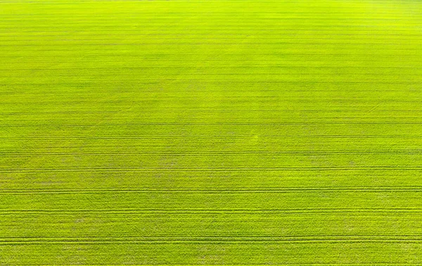 Полет по полю с зеленой пшеницей — стоковое фото