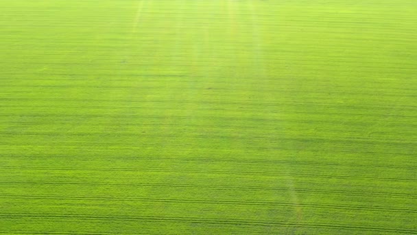 Vol à travers le champ avec du blé vert — Video