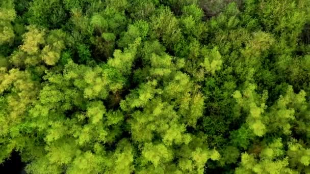 Foresta verde e fiume blu — Video Stock