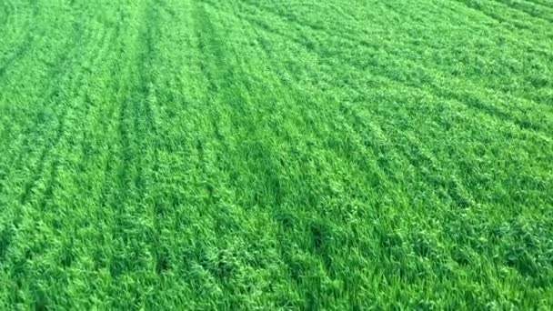 Voo através do campo com trigo verde — Vídeo de Stock