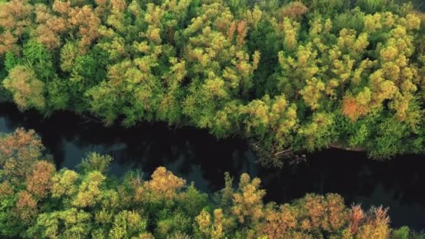 Bosque verde y río azul — Vídeo de stock