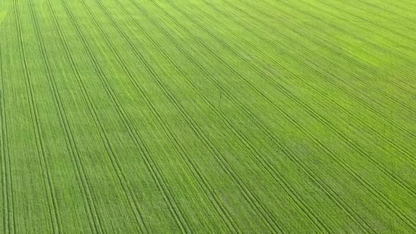 Vuelo a través del campo con trigo verde — Vídeos de Stock