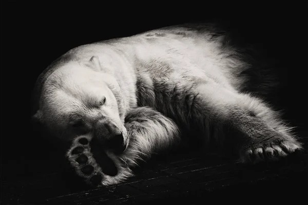 シロクマ眠る — ストック写真